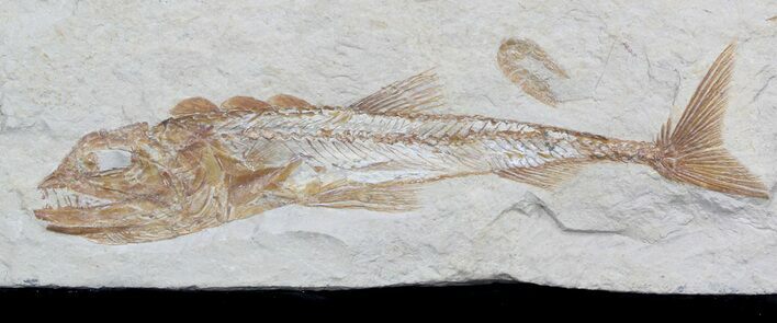 Large Eurypholis Fossil Fish With Shrimp - Lebanon #36948